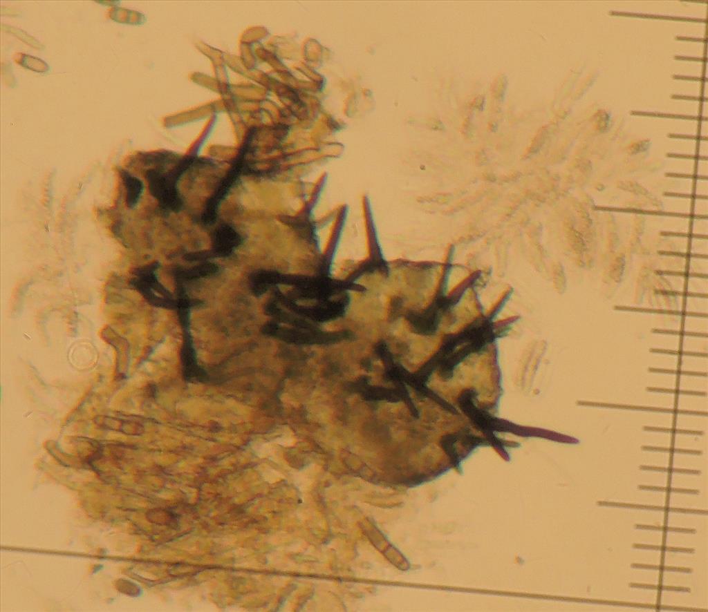 Trichosphaerella decipiens (door Eduard Osieck)