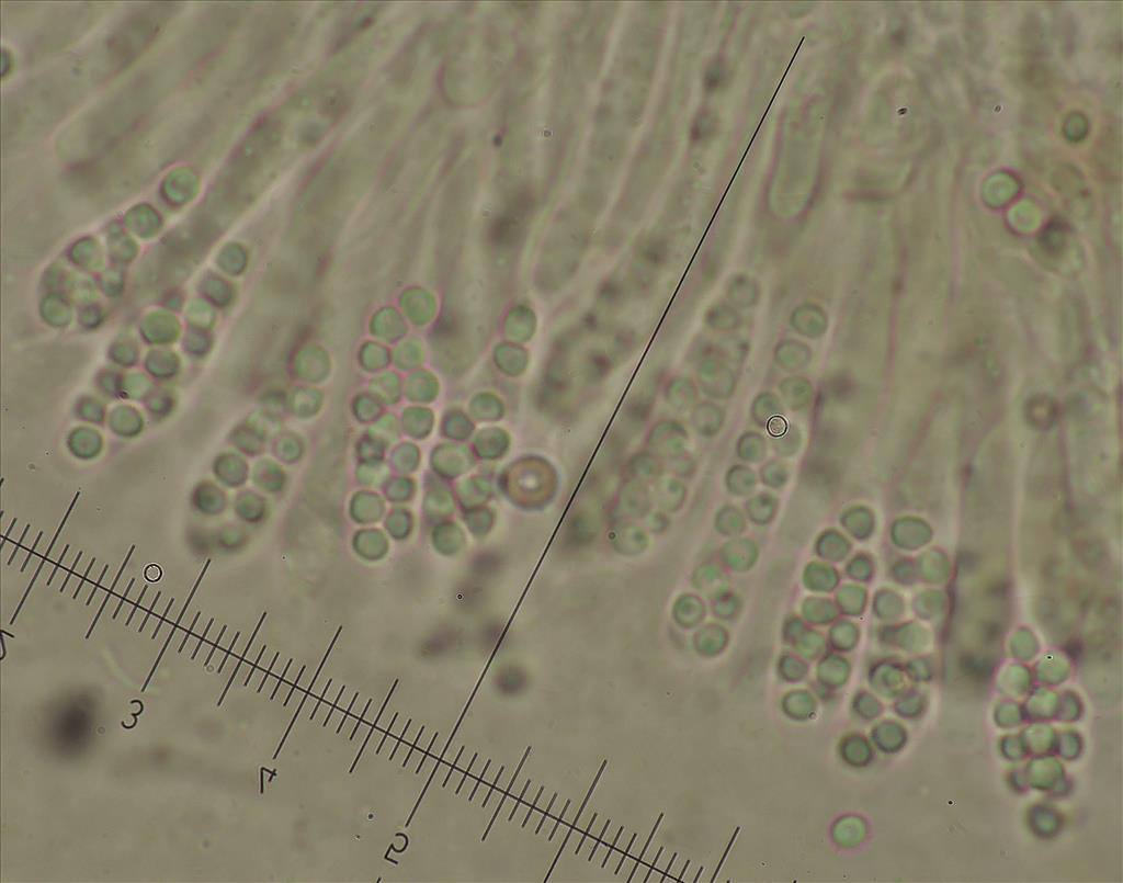 Trichosphaerella decipiens (door Eduard Osieck)