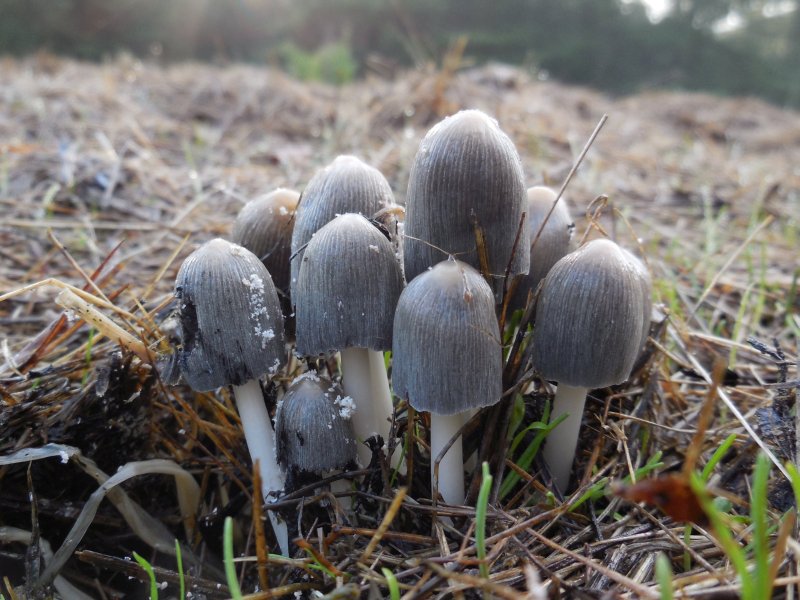 Coprinellus flocculosus (door Marian Jagers)