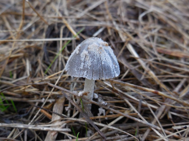 Coprinopsis foetidella (door Marian Jagers)