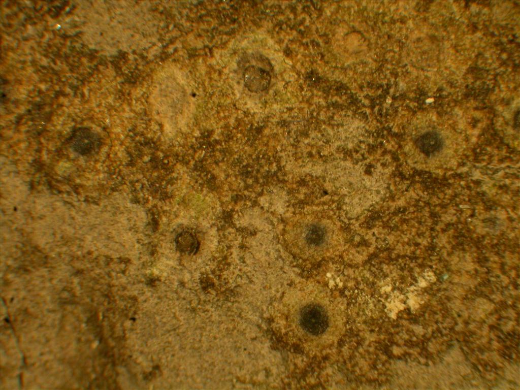 Polyblastia dermatodes (door Laurens Sparrius)