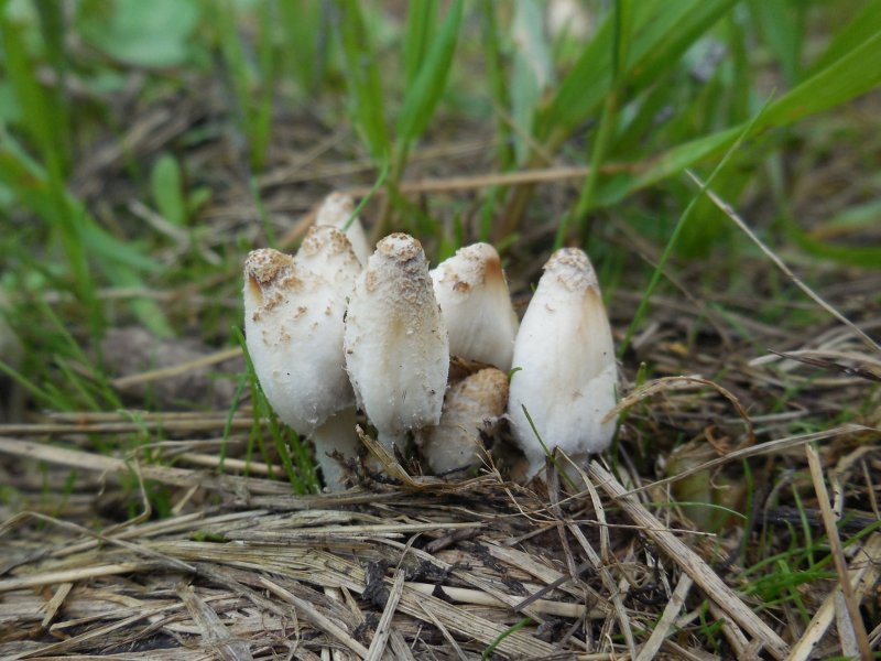 Coprinopsis pseudofriesii (door Marian Jagers)