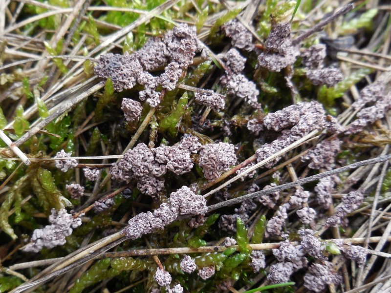 Physarum gyrosum (door Marian Jagers)