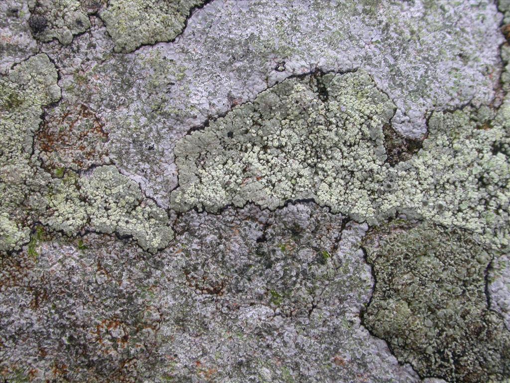 Lecanora soralifera (door Laurens Sparrius)