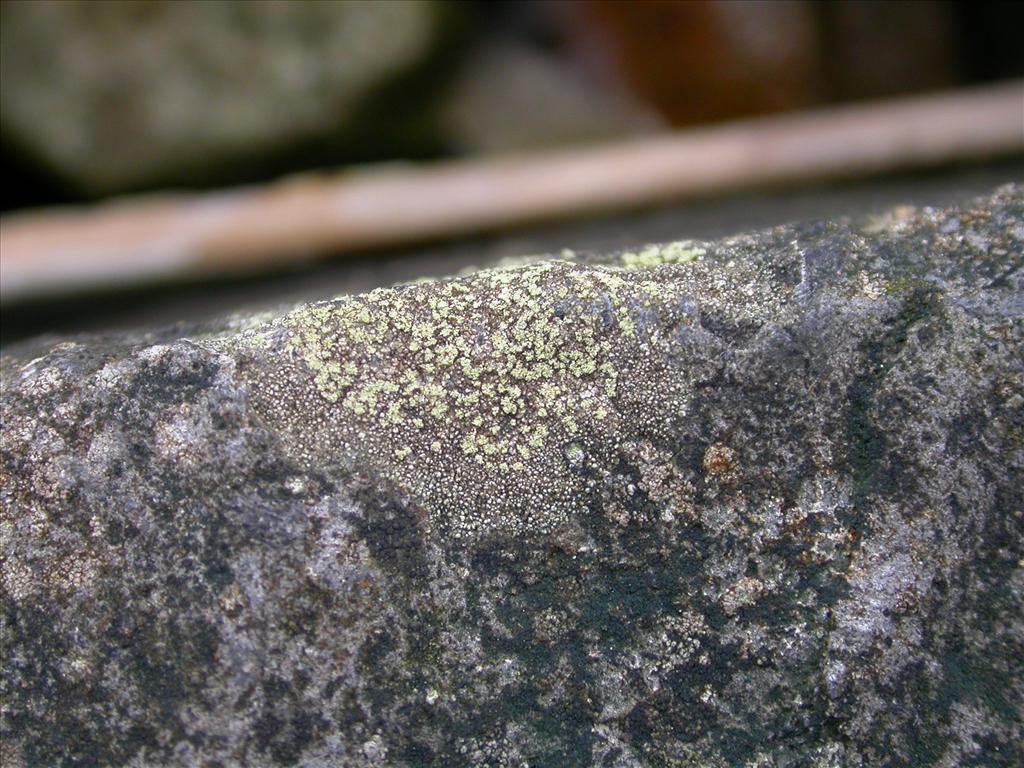 Lecidella scabra (door Laurens Sparrius)