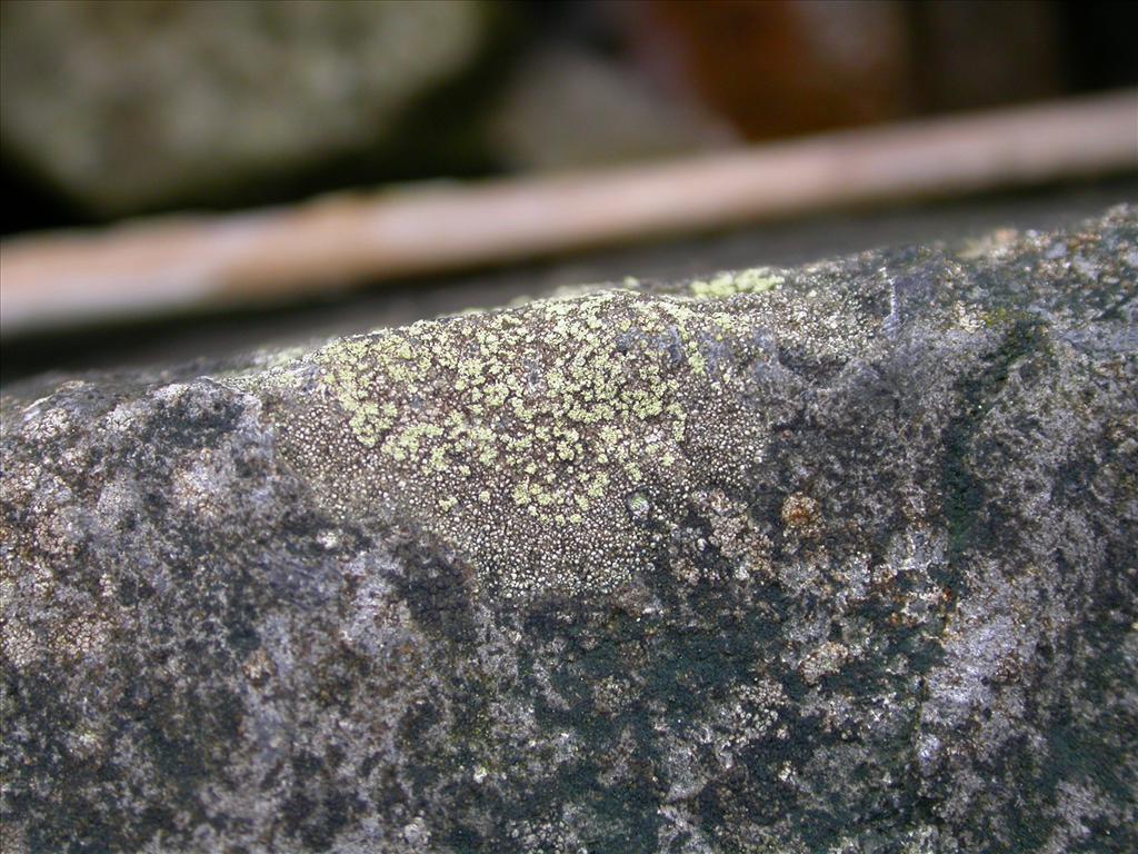 Lecidella scabra (door Laurens Sparrius)