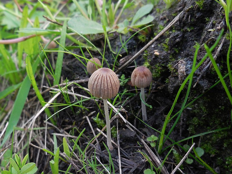 Coprinellus heterothrix (door Marian Jagers)