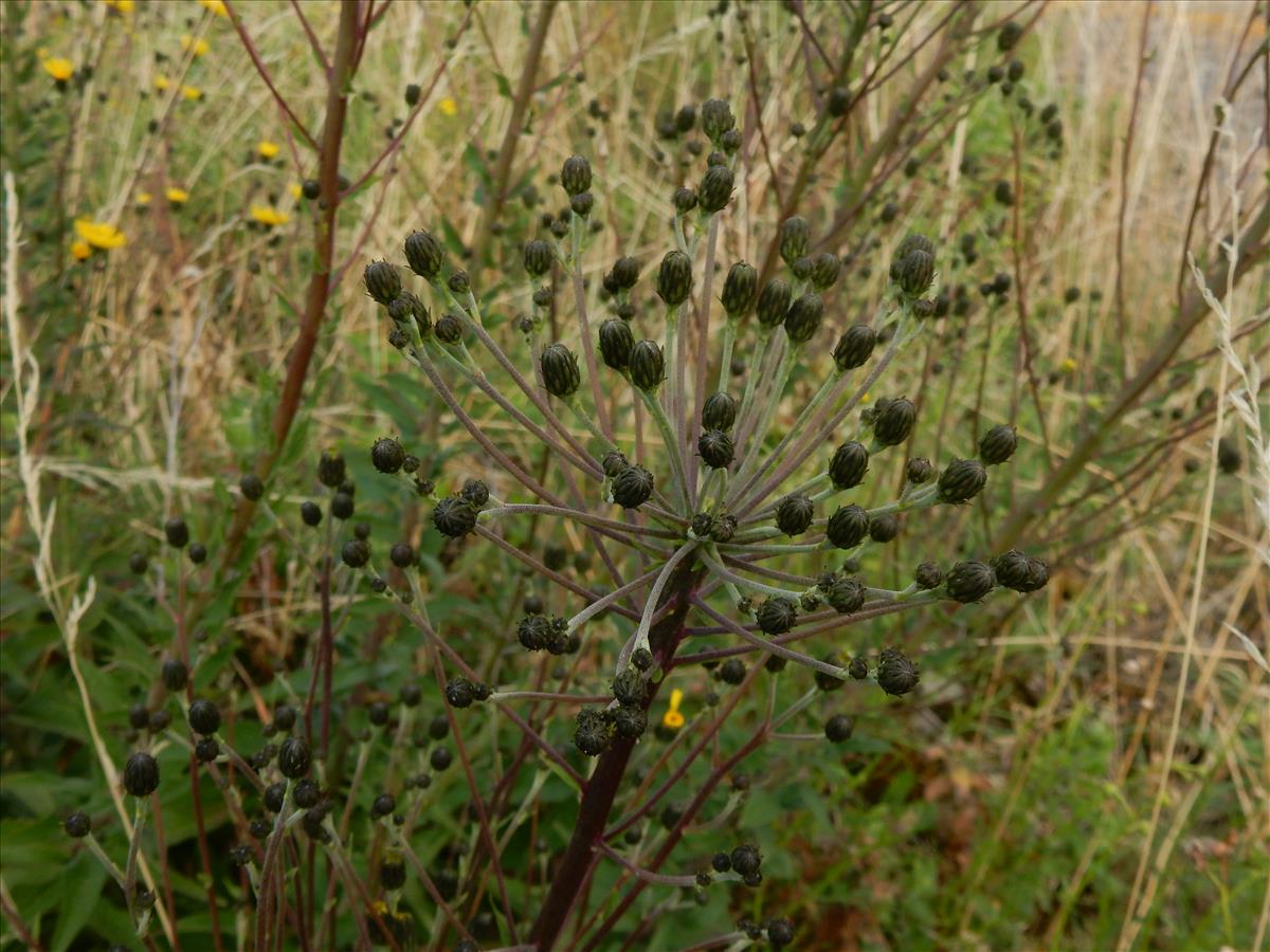 Hieracium laurinum agg. (door Peter Meininger)