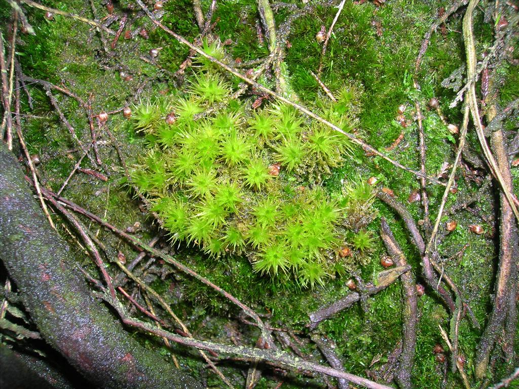 Dicranum spurium (door Rienk-Jan Bijlsma)