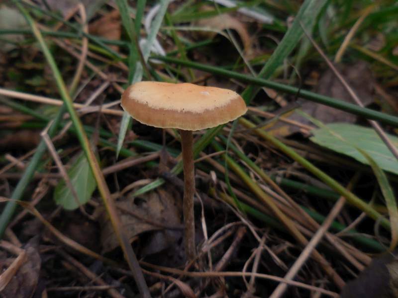 Hypholoma olivaceotinctum (door Marian Jagers)