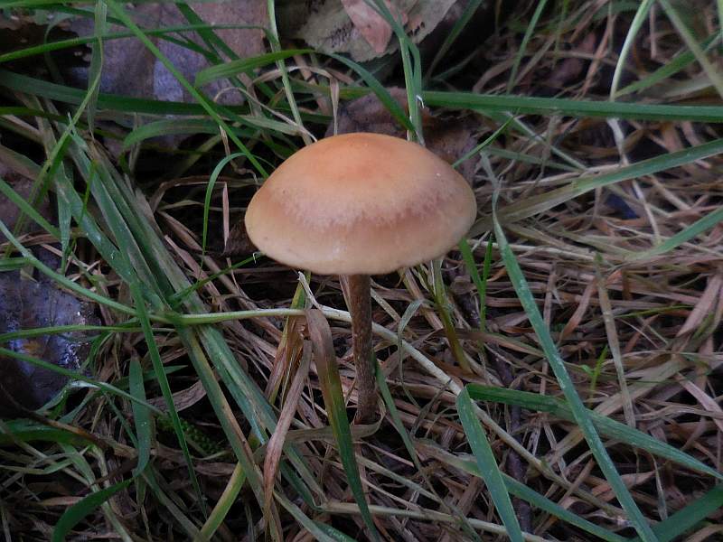 Hypholoma olivaceotinctum (door Marian Jagers)