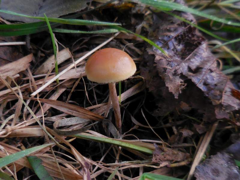 Hypholoma olivaceotinctum (door Marian Jagers)