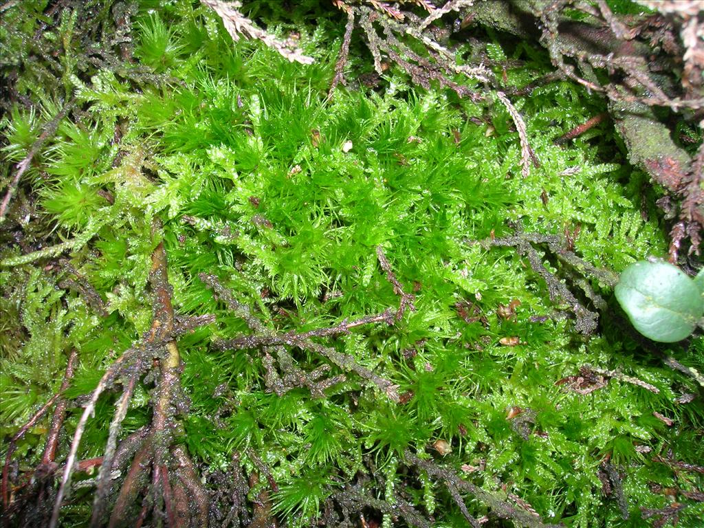 Dicranum spurium (door Rienk-Jan Bijlsma)