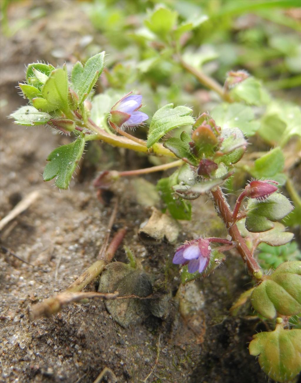 Veronica hederifolia subsp. hederifolia (door Erik Simons)