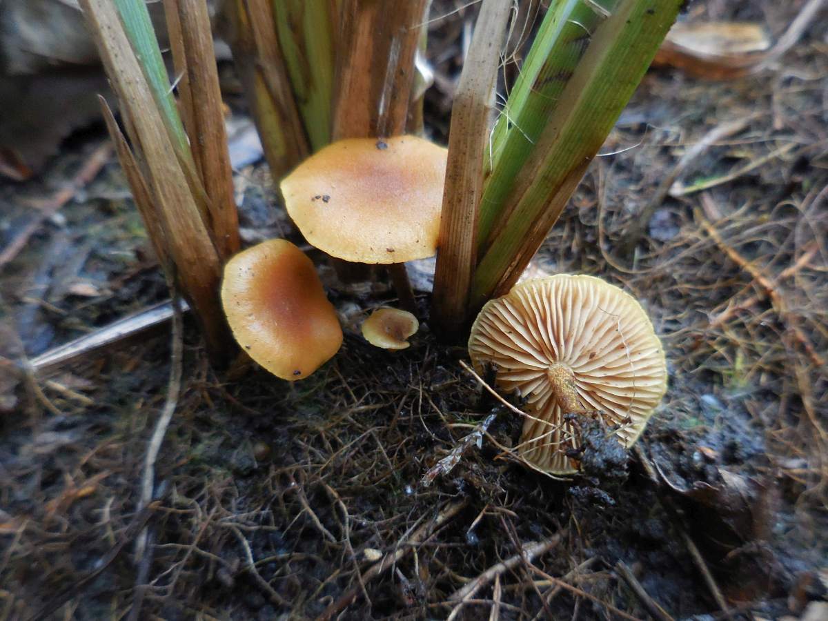 Pholiota conissans (door Marian Jagers)