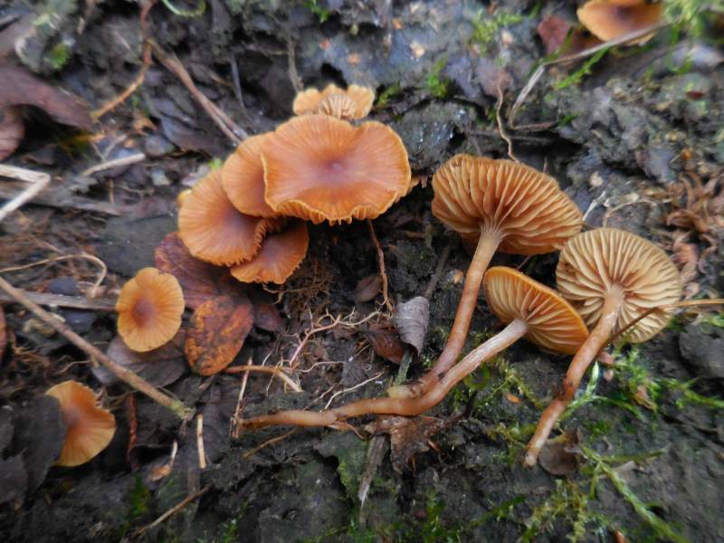 Galerina lacustris (door Marian Jagers)