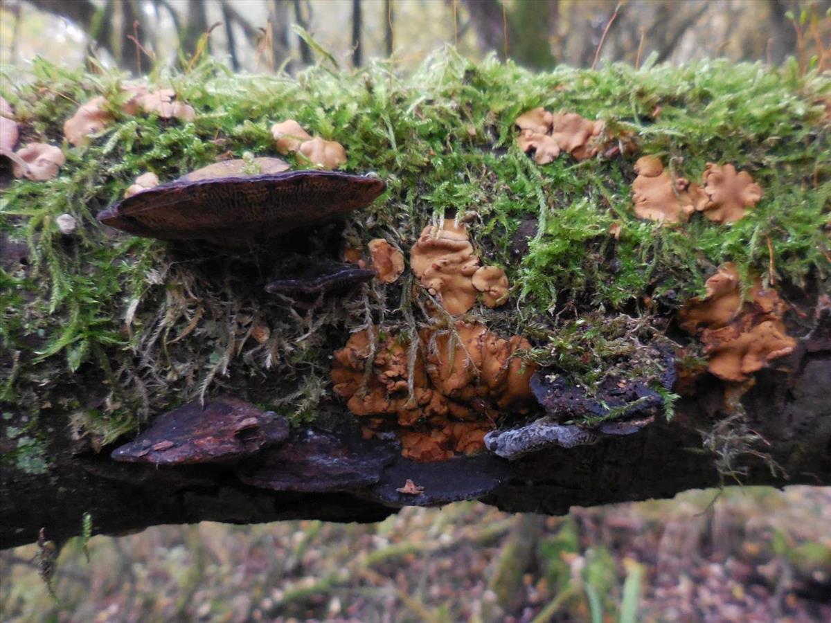 Hypocrea britdaniae (door Marian Jagers)