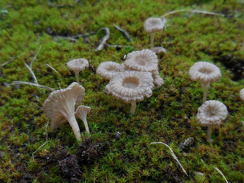 Omphalina rickenii (door Marian Jagers)