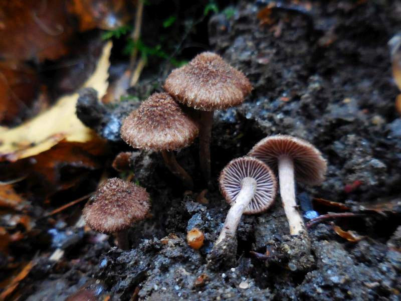 Inocybe cincinnata var. cincinnata (door Marian Jagers)