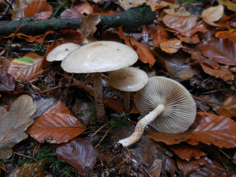 Pholiota lenta (door Marian Jagers)