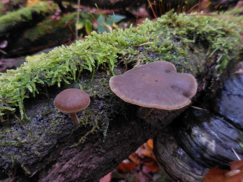 Simocybe sumptuosa f. sumptuosa (door Marian Jagers)