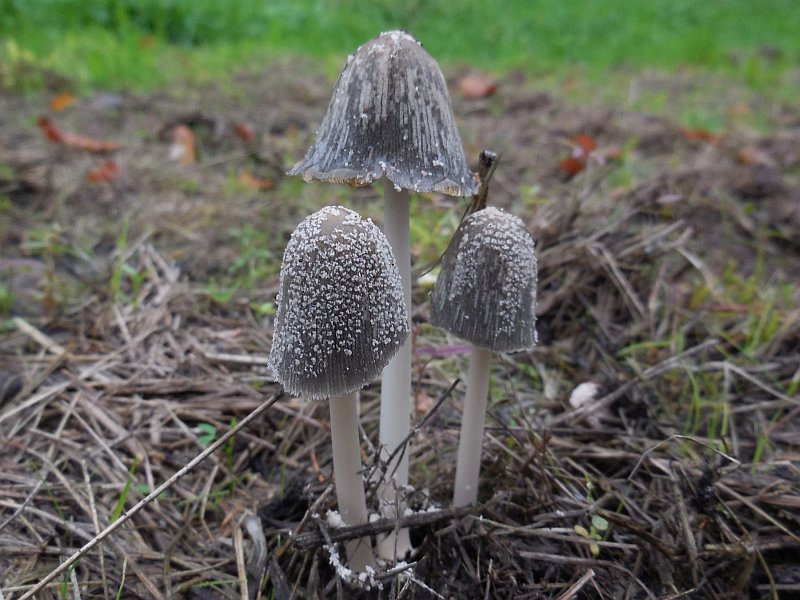 Coprinellus flocculosus (door Marian Jagers)