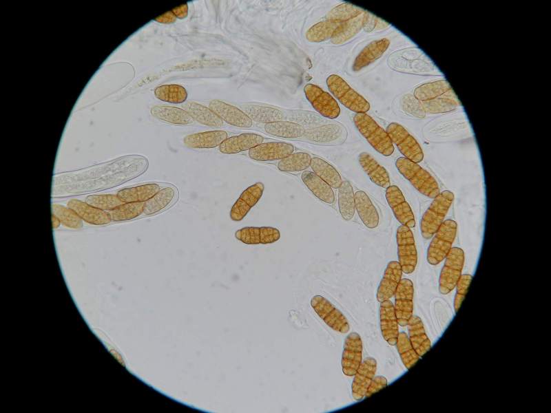Hysterographium fraxini (door Marian Jagers)
