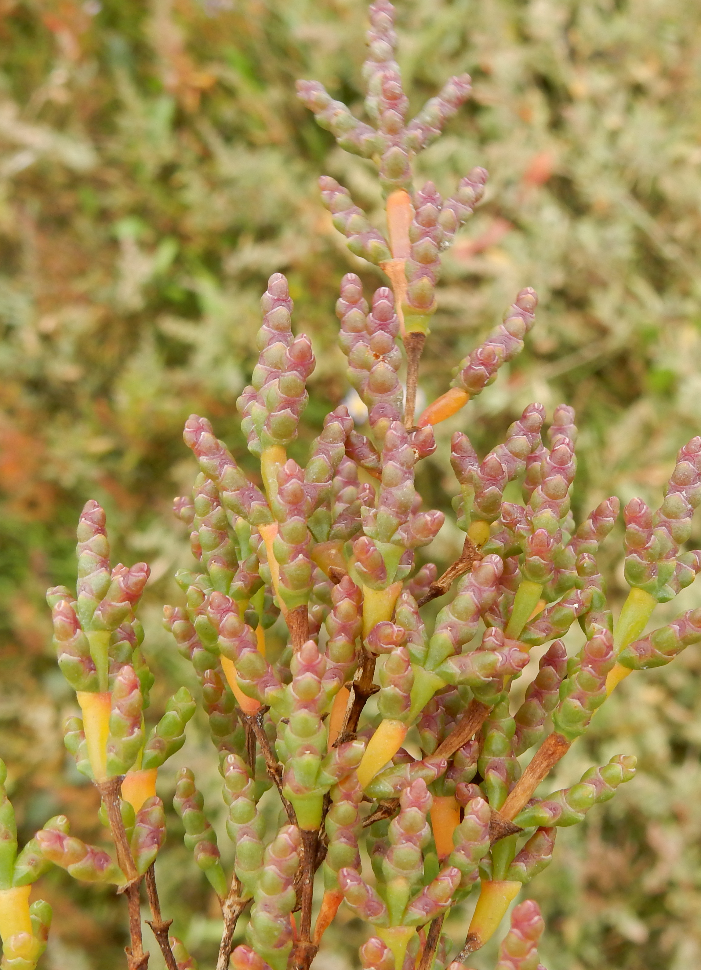 Salicornia europaea subsp. disarticulata (door Peter Meininger)