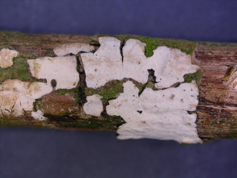 Radulomyces hiemalis (door Ida Bruggeman)