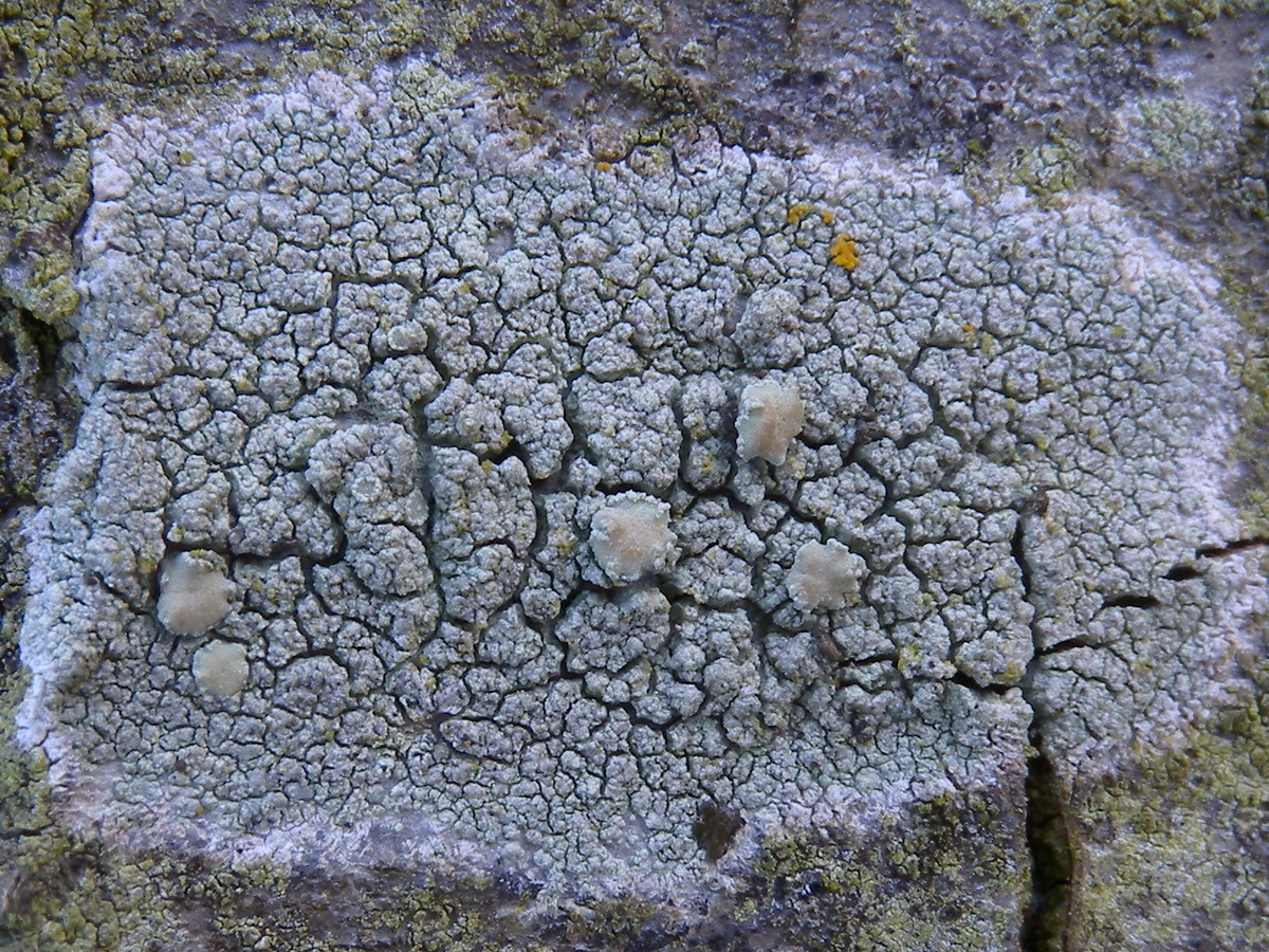 Lecanora confusa (door Hans Toetenel)