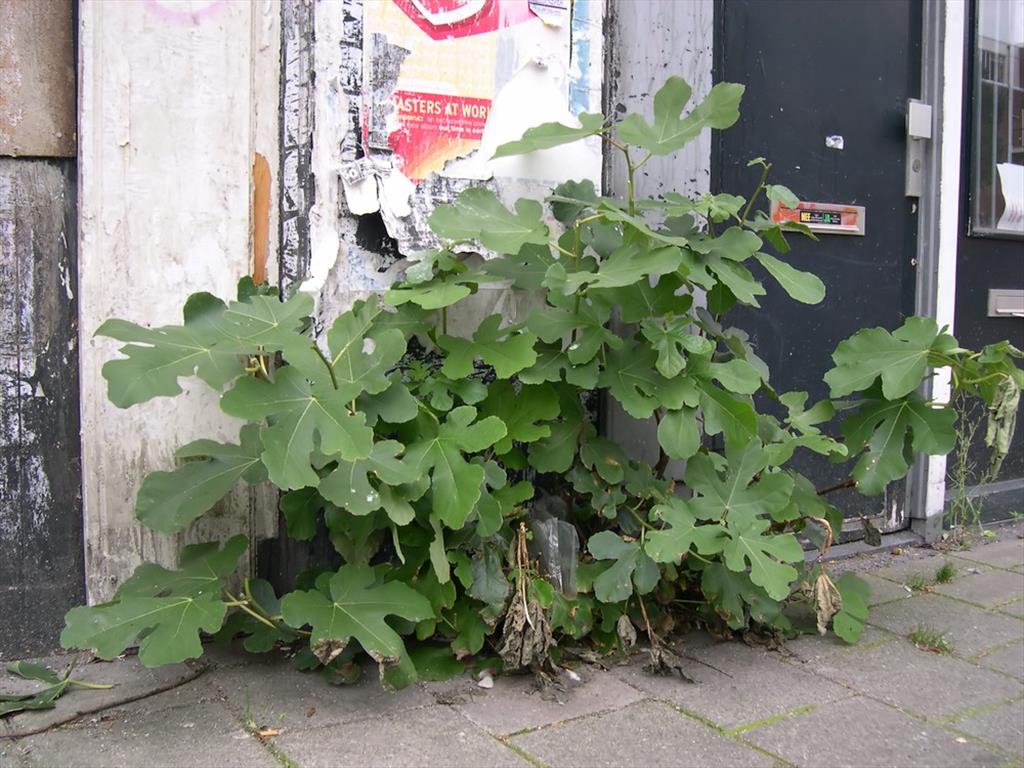 Ficus carica (door Arjan de Groot)