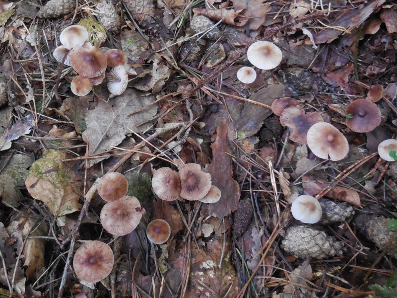 Mycena zephirus (door Marian Jagers)