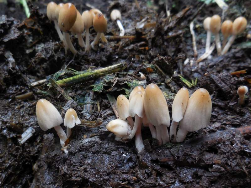 Coprinellus congregatus (door Marian Jagers)