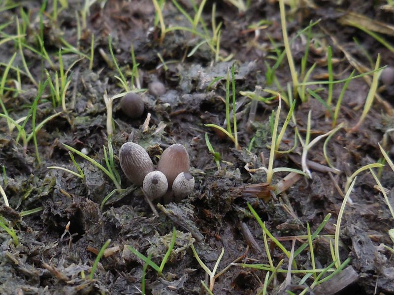 Coprinopsis xenobia (door Marian Jagers)