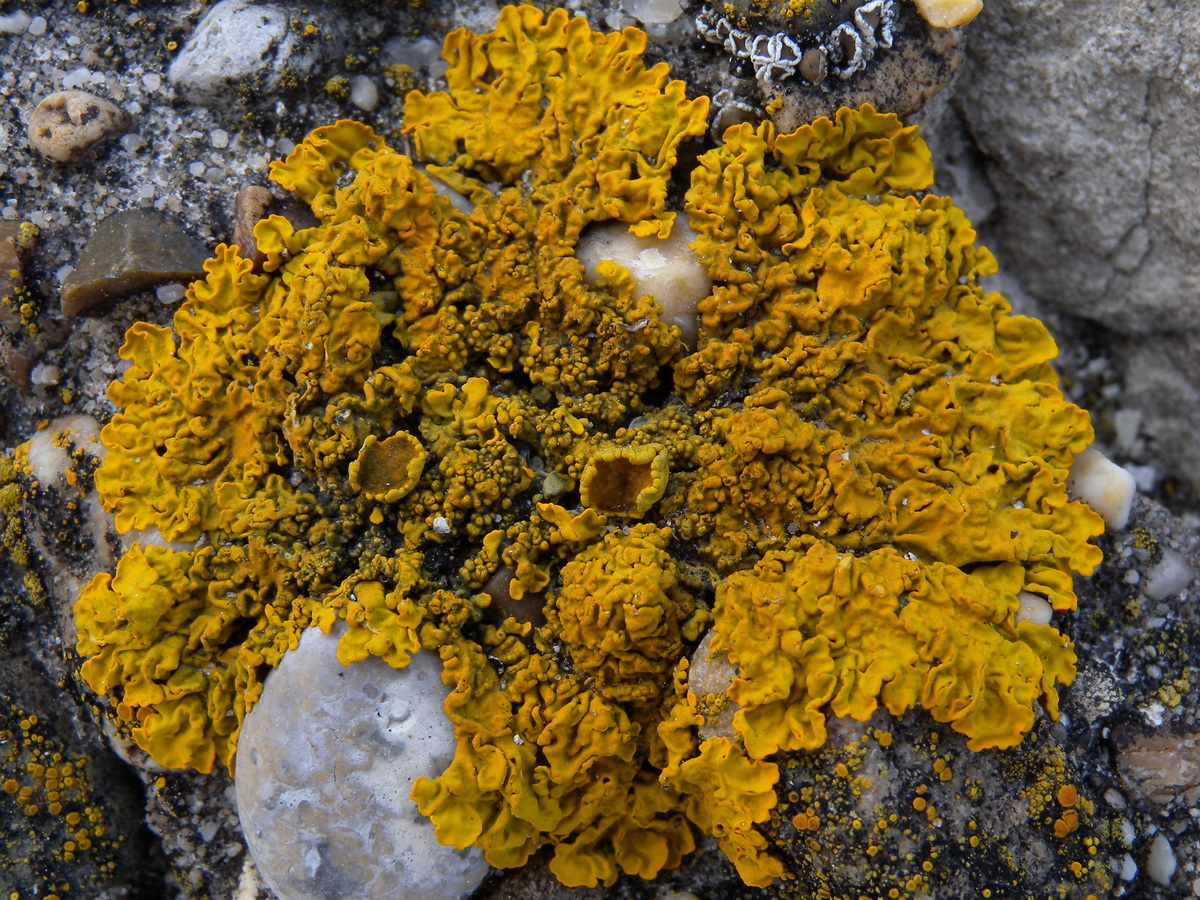 Xanthoria calcicola (door Hans Toetenel)