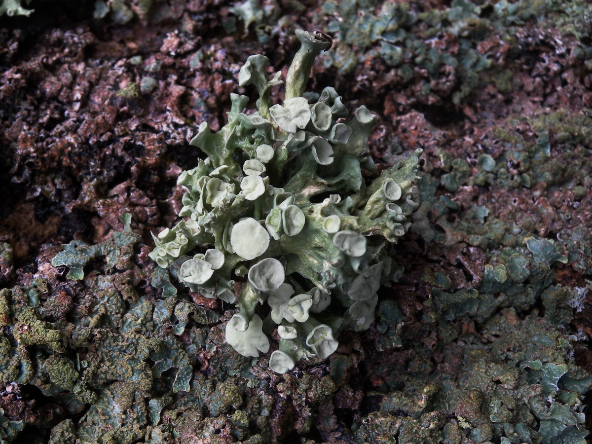 Ramalina fastigiata (door Hans Toetenel)