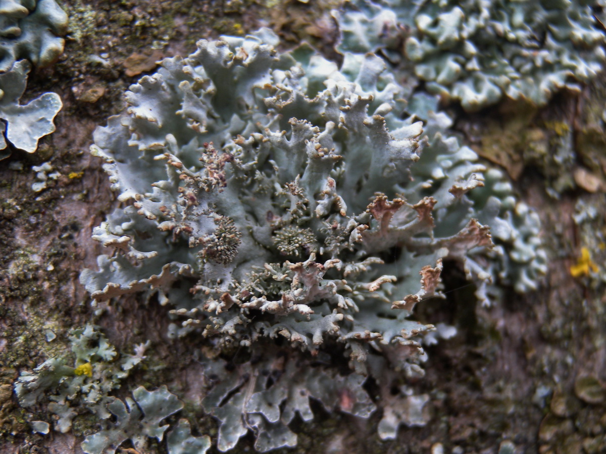 Pseudevernia furfuracea (door Hans Toetenel)