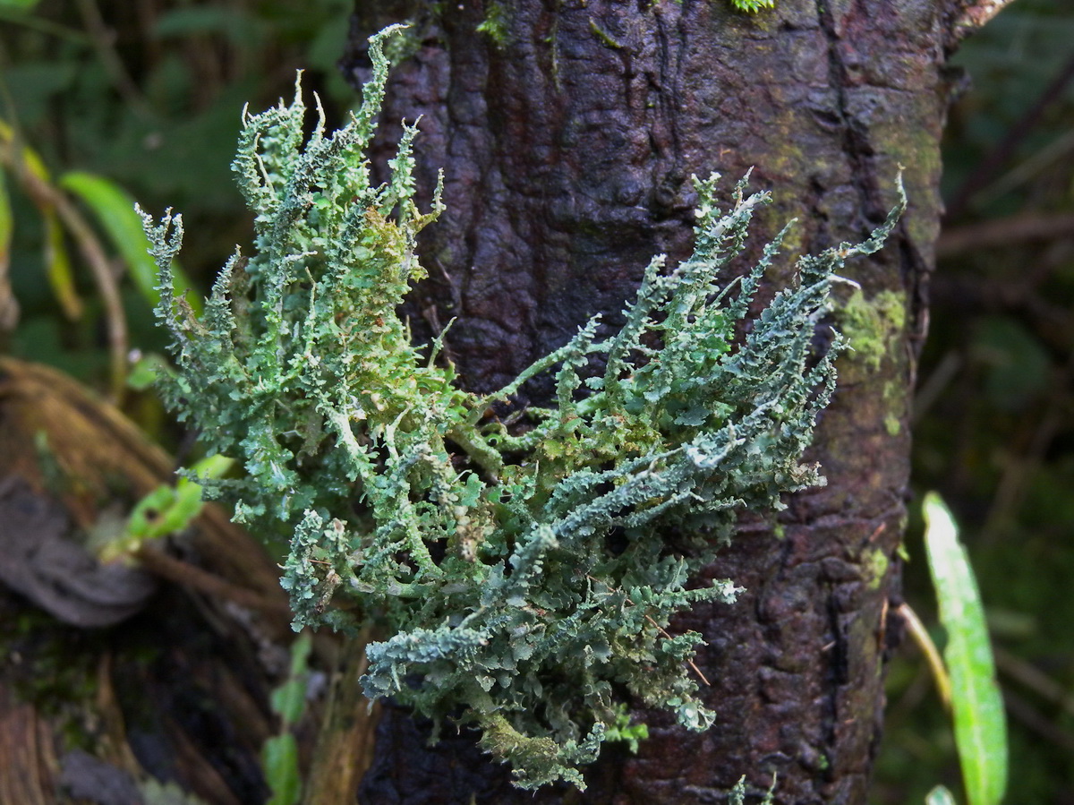 Cladonia rangiformis (door Hans Toetenel)