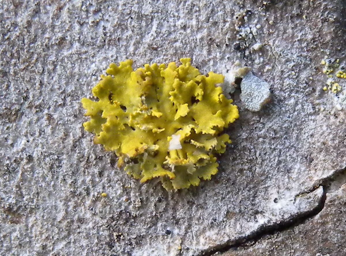 Xanthomendoza ulophyllodes (door Hans Toetenel)