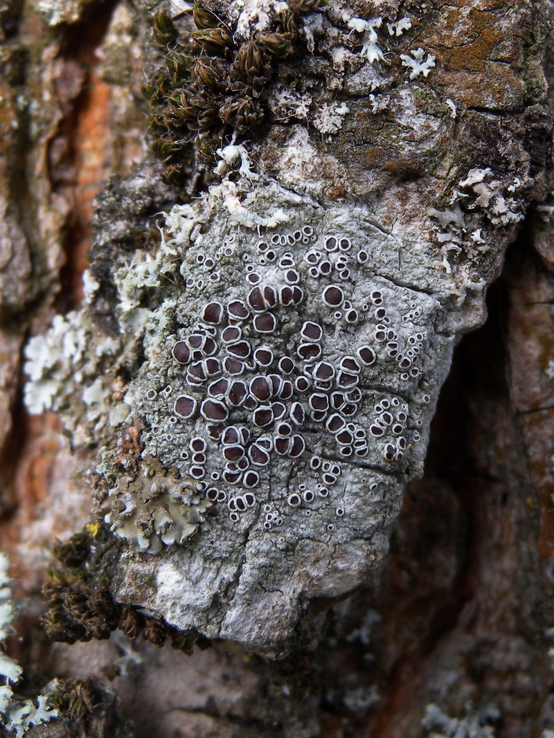 Lecanora horiza (door Hans Toetenel)