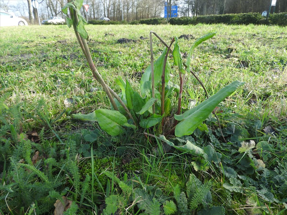 Rumex rugosus (door Jelle van Dijk)