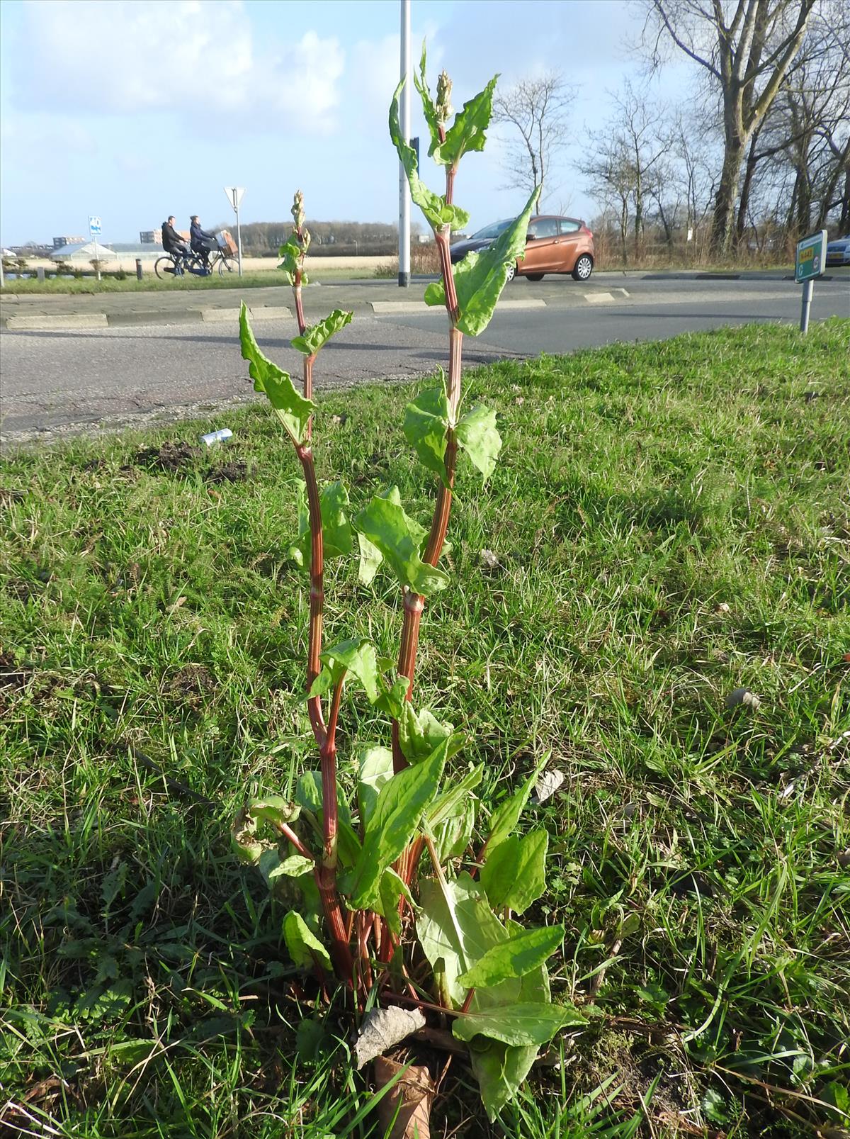 Rumex rugosus (door Jelle van Dijk)