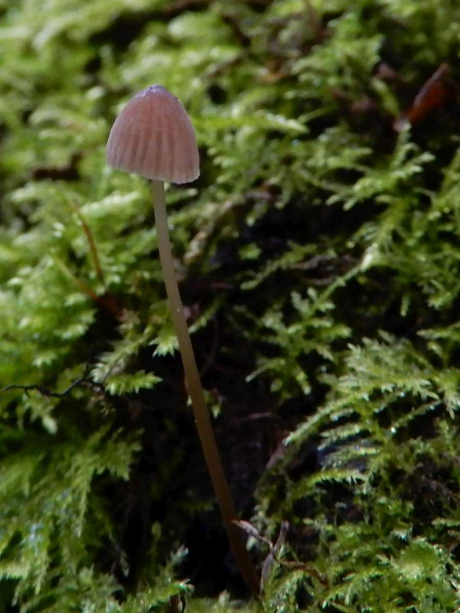 Mycena erubescens (door Marian Jagers)