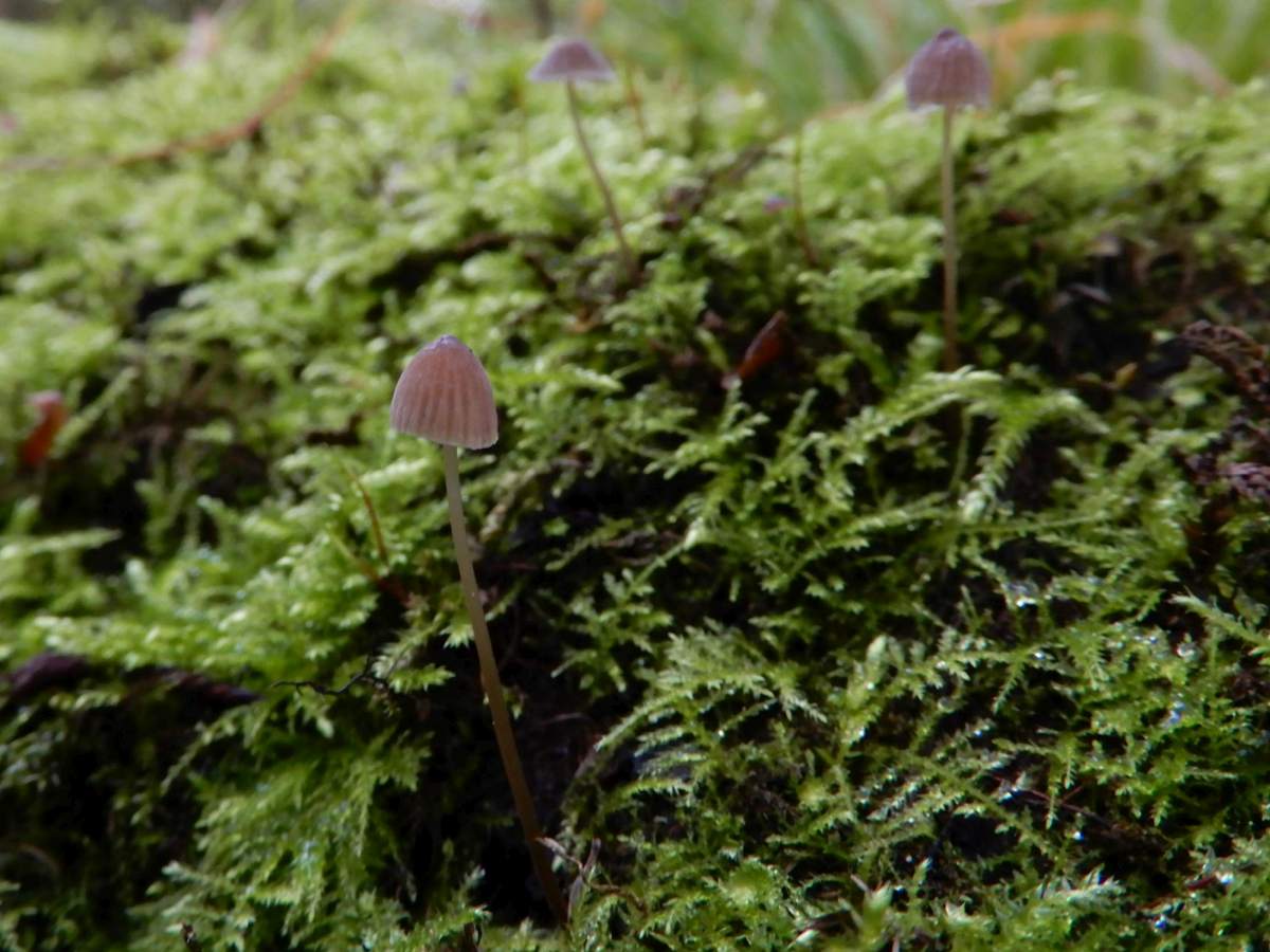 Mycena erubescens (door Marian Jagers)