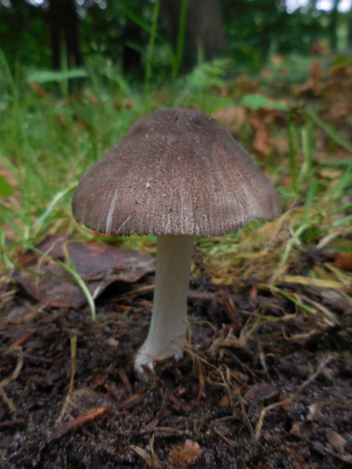 Pluteus ephebeus (door Marian Jagers)