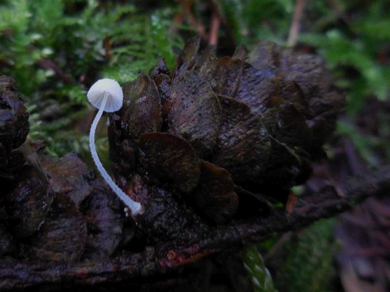 Mycena corynephora (door Marian Jagers)