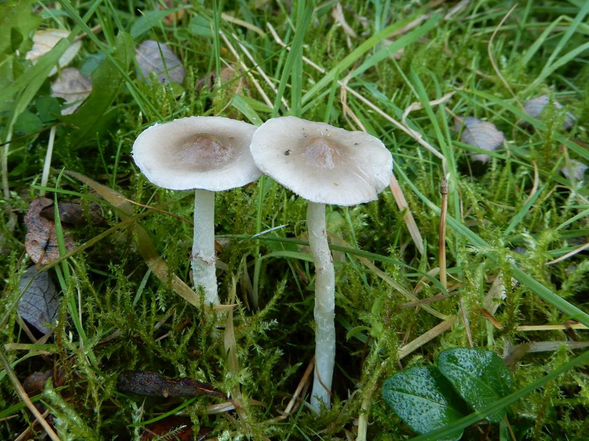 Stropharia inuncta (door Marian Jagers)