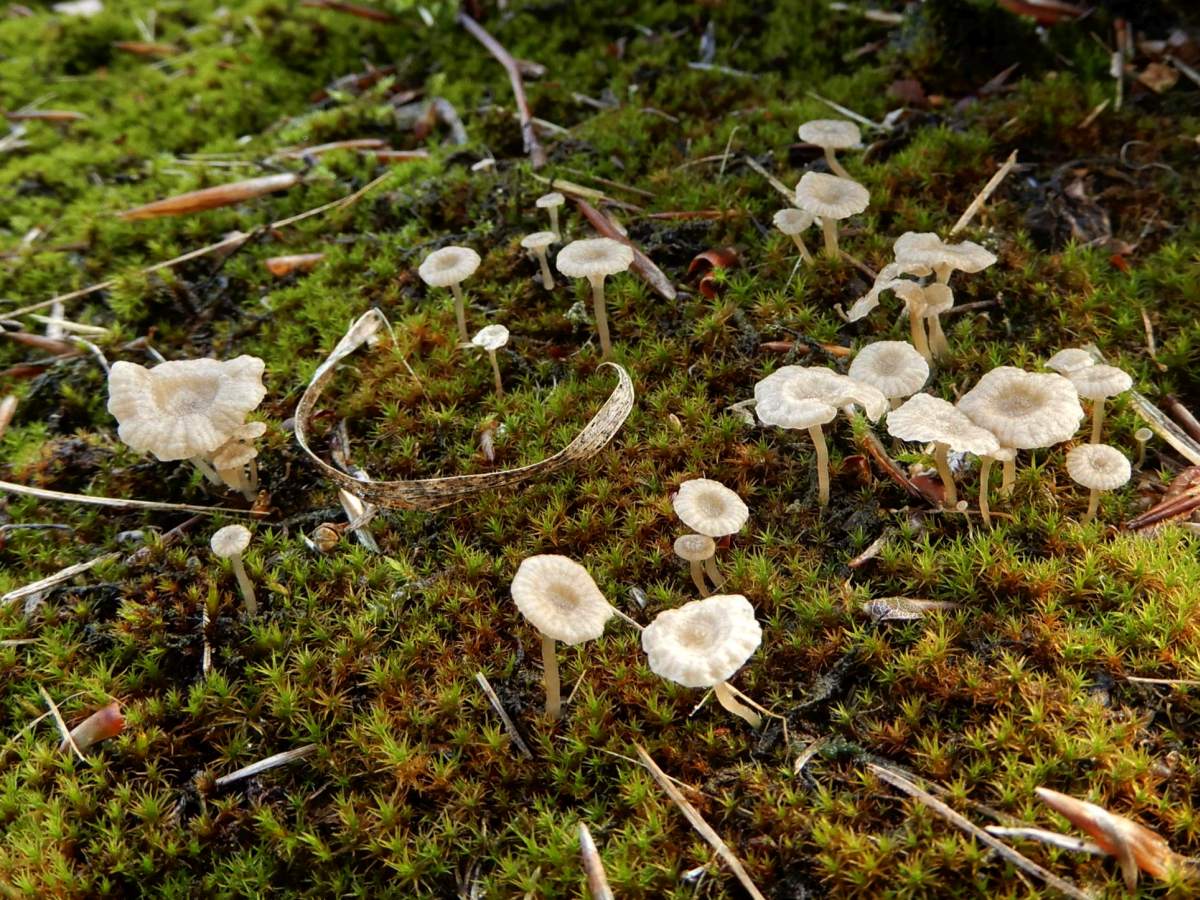 Omphalina rickenii (door Marian Jagers)