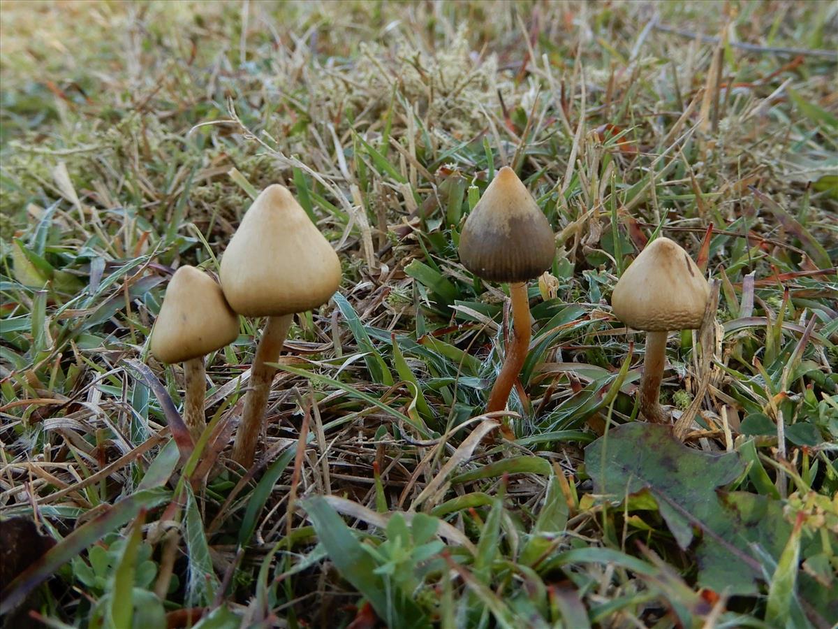 Psilocybe semilanceata (door Marian Jagers)