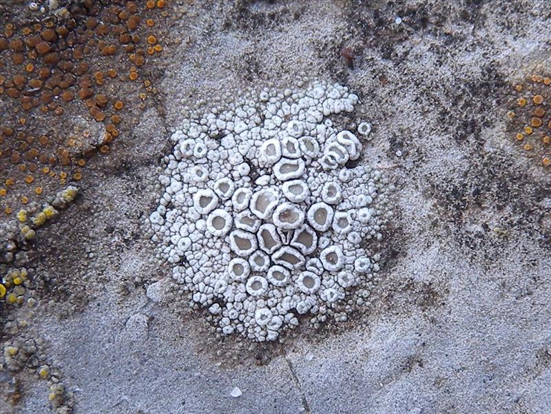 Lecanora albescens (door Hans Toetenel)